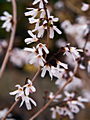Abeliophyllum distichum IMG_5261 Abeliofylum koreańskie